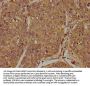 FLCN Antibody
