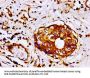 FLNA Antibody