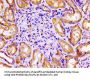 FLNA Antibody