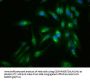 FLNA Antibody