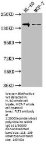 FLT3 Antibody