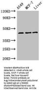 FMOD Antibody