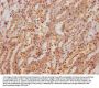 Fn1 Antibody