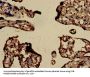 Rabbit anti-human Transforming protein RhoA polyclonal Antibody