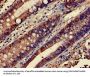 Rabbit anti-human Transforming protein RhoA polyclonal Antibody