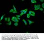 FOLR1 Antibody