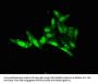 FOXE1 Antibody