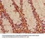 FOXK1 Antibody