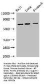 FOXN1 Antibody