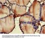 FOXN1 Antibody