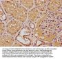 FOXO4 Antibody