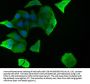 FOXO4 Antibody