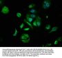 FOXO6 Antibody
