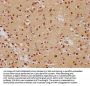 FOXO6 Antibody