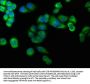FOXO6 Antibody