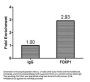 FOXP1 Antibody