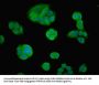FOXP1 Antibody