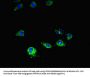 MTOR Antibody