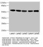 FRK Antibody