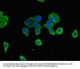 CANX Antibody