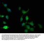 FRYL Antibody