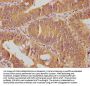 SKOR2 Antibody