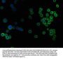 SKOR2 Antibody