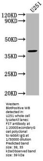FST Antibody