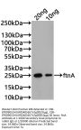ftnA Antibody