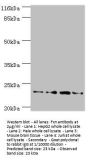 Fxn Antibody