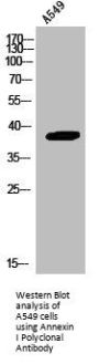 ANXA1 Antibody