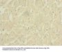 FXYD7 Antibody