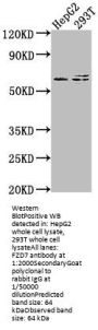 FZD7 Antibody
