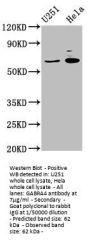GABRA4 Antibody