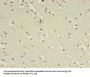 GABRA4 Antibody