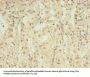 GABRA4 Antibody