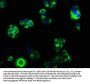 GABRA4 Antibody