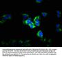GABRG2 Antibody