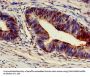 ARF4 Antibody