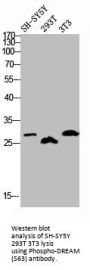 Phospho-KCNIP3 (S63) Antibody