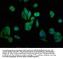 GAK Antibody