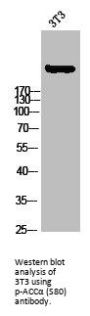 Phospho-ACACA (S80) Antibody