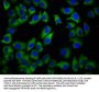 GALR2 Antibody