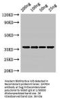 GAPDH Antibody