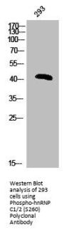 Phospho-HNRNPC (S260) Antibody