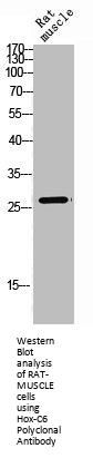HOXC6 Antibody