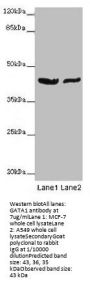 GATA1 Antibody