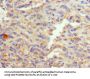GATA1 Antibody