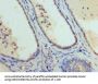 GATA1 Antibody