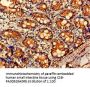 ARF1 Antibody